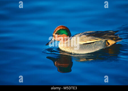 Eurasian Teal, Anas crecca, Drake, canard, oiseau, animal, barrage de Klingnau, Argovie, Suisse Banque D'Images