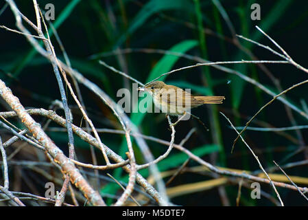 Eurasian Reed Warbler, Acrocephalus scirpaceus, Sylviidae, orangée, d'alimentation, oiseau, animal, la Sauge Réserve Naturelle, Canton de Vaud, Suisse Banque D'Images