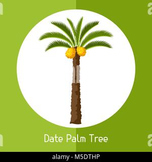 Date palm tree. Illustration de plantes tropicales exotiques Illustration de Vecteur