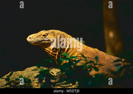 Dragon de Komodo, Varanus komodoensis, Varanidae, moniteur, reptile, captive, Zoo, Singapour Banque D'Images