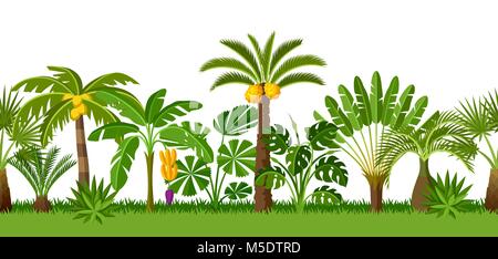 Modèle transparent avec des palmiers tropicaux. Plantes tropicales exotiques Illustration de nature jungle Illustration de Vecteur