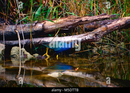 Purple Gallinule Porphyrio martinica, Rallidés,, rail, oiseau, animal, le Parc National des Everglades, en Floride Banque D'Images