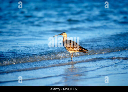 Le courlis corlieu, Numenius phaeopus, Anatidés, chevalier guignette, oiseau, animal, Ft. Lauderdale Beach, Florida, USA Banque D'Images