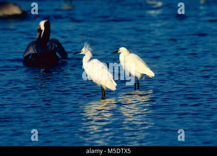 Aigrette neigeuse, Egretta thula, Ardeide, aigrette, héron, oiseau, animal, le Parc National des Everglades, Florida, USA Banque D'Images