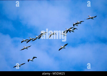 D'Amérique, Pelecanus erythrorhynchos, Pelecanidae, Pelican, troupeau, en vol, oiseau, animal, California, USA Banque D'Images