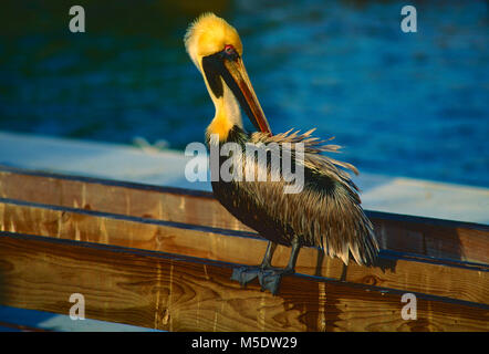 Pélican brun Pelecanus occidentalis, Pelecanidae,, Pélican, plumage nuptial, oiseau, animal, Florida Keys, Floride, USA Banque D'Images