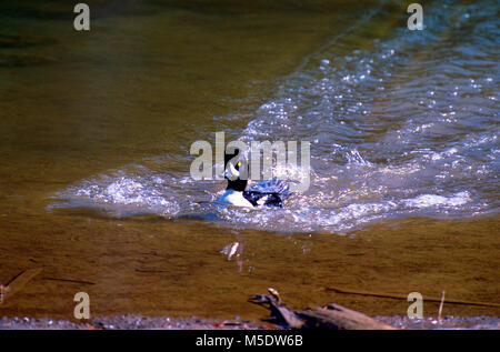 Garrot d'Islande, Bucephala islandica, Anatidae, homme, aggressiv, oiseau, animal, Vallée de Maligne, Jasper National Park, Alberta, Canada Banque D'Images