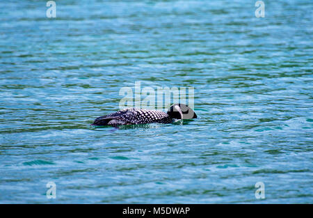 Plongeon huard, Gavia immer, Gavidae, plumage nuptial, oiseau, animal, Jasper National Park, Alberta, Canada Banque D'Images