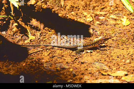 Coureur d'Amérique centrale, festiva Ameiva, Teiidae, coureur, lézard, reptile, animal, Costa Rica Banque D'Images