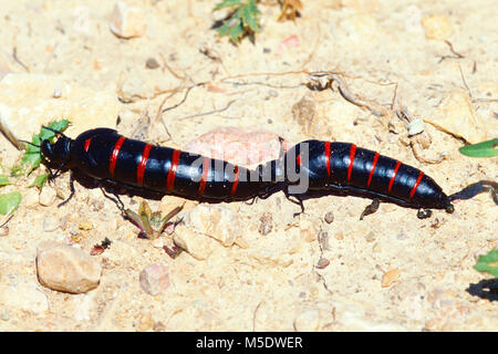 L'huile à rayures rouges, Berberomeloe majalis, Meloidae, huile beetle, coléoptère, insecte, animal, province de Tarragone, Espagne Banque D'Images