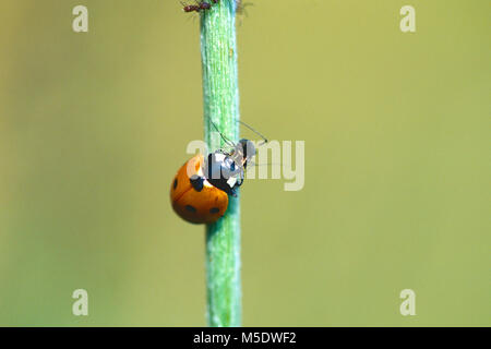 7-spot, Coccinella septempunctata lady bird, Coccinellidae, Lady Bird, coléoptère, insecte, se nourrissant de pou plante, Canton du Tessin, Suisse Banque D'Images