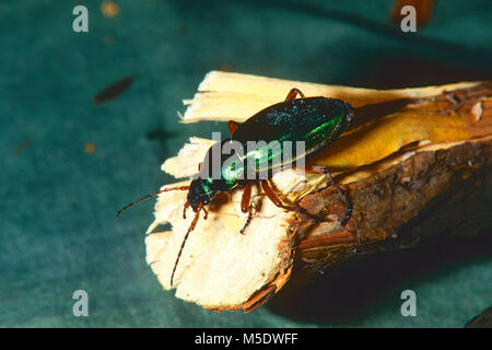 Scarabée d'or, Carabus auratus, Carabidae, Zabre, coléoptère, insecte, animal, Dübendorf, Canton de Zurich, Suisse Banque D'Images