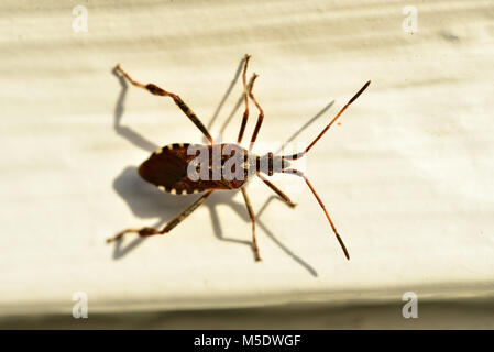La punaise, Leptoglossus occidentalis, Coréidés, bug, insecte, animal, Zurich, Suisse Banque D'Images
