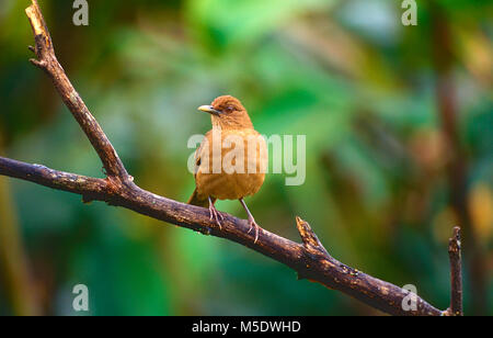 Couleur d'argile, Robin Turdus grayi. Turdidae, Robin, oiseau, animal, Eco Lodge, Costa Rica Banque D'Images