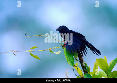 Groove-billed Ani Crotophaga sulcirostris, Cuculidae, Ani, oiseau, animal, Selva Bananita Lodge, Costa Rica Banque D'Images