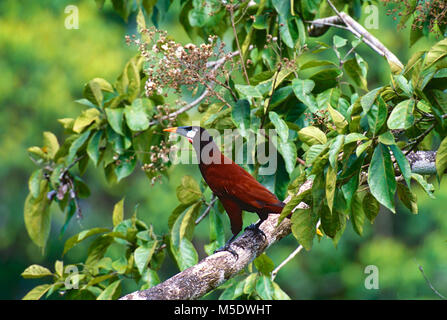 Montezuma Oropendola, Psaracolius oropendola, Icteridae, Oropendola, oiseau, animal, Sarrapiqui, Costa Rica Banque D'Images