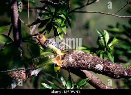 Le pic de Hoffmann, Melanerpes hoffmannii, Picidae, pic, homme, oiseau, animal, Nosara, Costa Rica Banque D'Images