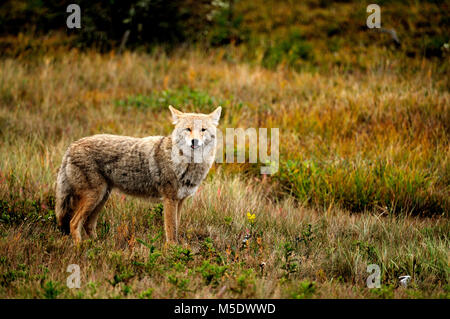 Le Coyote, Canis latrans, Canidae, mammifère, animal, Jasper National Park, Alberta, Canada Banque D'Images