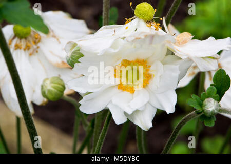 Anemone Hybrida 'Whirlwind' Banque D'Images