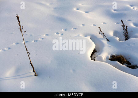 Manque de neige, la Suisse, le domaine de ski, ski, Valais, Riederalp, suivi, de suivi des animaux Banque D'Images