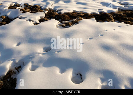 Manque de neige, la Suisse, le domaine de ski, ski, Valais, Riederalp Banque D'Images