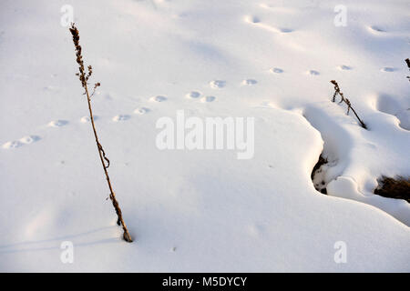 Manque de neige, la Suisse, le domaine de ski, ski, Valais, Riederalp Banque D'Images