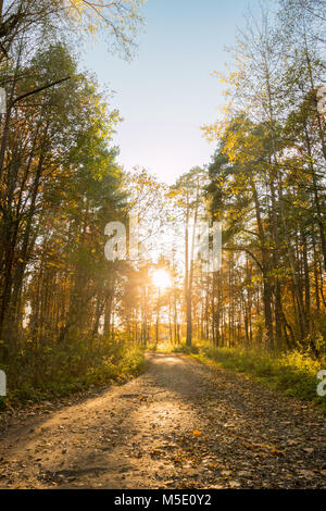 Belle forêt paysage avec une route et les feuilles qui tombent dans le contexte d'un automne coucher de soleil sur les arbres Banque D'Images