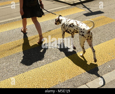 Femme avec chien sur zebra crossing Banque D'Images