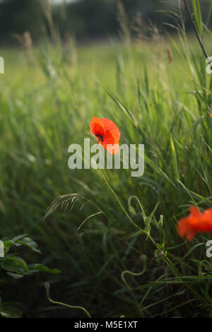 Arrière-plan, beau, couleur, détail, soir, champ, flore, fleur, floral, vert, paysage, nature, naturel, pétale, plant, coquelicot, rouge, de la saison Banque D'Images