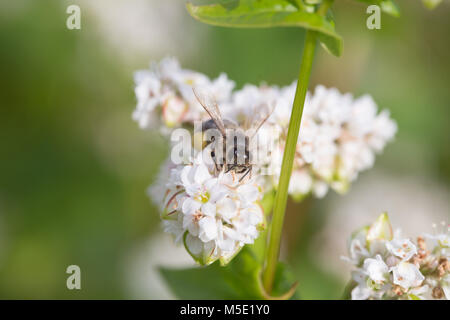 Beauté, miel, floral, fond, pétale, blanc, nature, sale, pollen, champ, fleur des abeilles, ensoleillée, proboscis, amazing, ailes, radar, ruche, du travail Banque D'Images