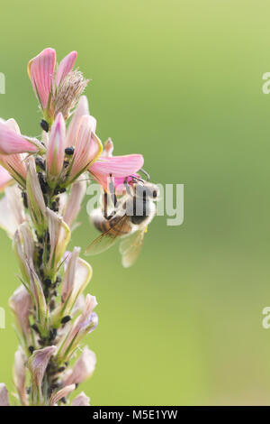 Arrière-plan, belle, bee, bleu, ferme, champ, fleur, jardin, vert, miel, abeille, paysage, macro, meadow, nature, plante, saison, printemps, l'été Banque D'Images