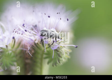 Arrière-plan, belle, coléoptère, coloré, champ, fleur, macro, nature, plante, l'été, texture, blanc Banque D'Images