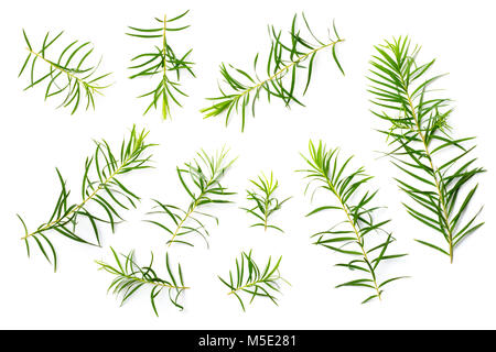Les feuilles d'arbre de thé frais isolé sur fond blanc Banque D'Images