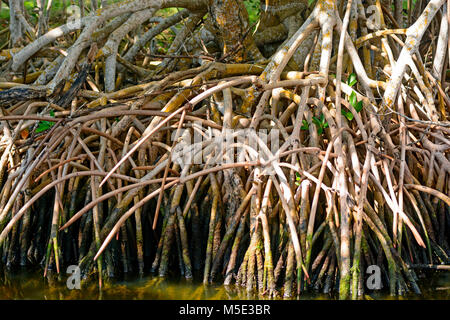 Les racines de palétuvier rouge dans les Everglades en Floride Banque D'Images