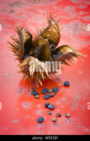 Stramoine (Datura stramonium) ou Thorn Apple. Fruits et graines, Clouse jusqu Banque D'Images