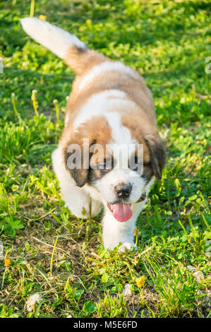 Chiot Saint Bernard jouant dans l'été à l'extérieur , sur l'herbe verte, bon chien, cute doggy Banque D'Images