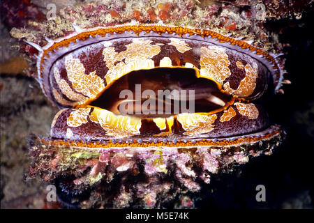 Une huître épineuse (Spondylus varius : 18 cms.). Malgré son nom commun, cette espèce est plus étroitement liée à la pétoncle que d'huîtres. Il cimente lui-même fermement pour une partie rocheuse du récif de corail où - comme la plupart des mollusques bivalves - il utilise les prises de plancton. Il s'ouvre et se ferme sa coquille à l'aide de muscles puissants une exploitation à mécanisme. Il se ferme rapidement en situation d'alerte mais, si l'on attend, s'ouvre. Il dispose d'un milieu et du manteau tentacules sensoriels avec plusieurs yeux autour de la coquille des marges. Photographié dans les eaux de Bali, Indonésie. Banque D'Images