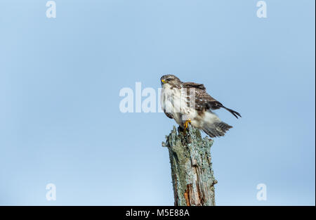 Assis sur un Buzzard couverts de lichen vert old post contre un ciel bleu pâle sur l'Isle of Mull, Argyll, Scotland, UK Banque D'Images