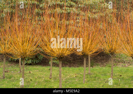 Golden saule (Salix alba Vitellina var yelverton) en hiver à la Valley Gardens, Virginia Water, Surrey, UK Banque D'Images
