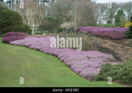 Le jardin de bruyère au cours de l'hiver saison de floraison de Valley Gardens, Virginia Water, Surrey, UK Banque D'Images