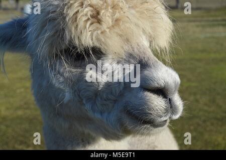 La Bentley friendly alpaga est de montrer son nez doux et funky hairstyle alpaga sur l'Alpage Banque D'Images