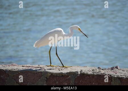 Grande aigrette traque une proie sur seawall pendant la golden hour au Mexique Banque D'Images