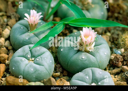 Le peyotl (Lophophora williamsii) : plante hallucinogène de l'Amérique centrale Banque D'Images