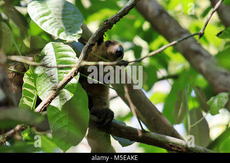 Le Nord sauvage Tamandua à bas d'un arbre dans la forêt tropicale de l'éloignement du parc national Corcovado dans le sud du Costa Rica Banque D'Images