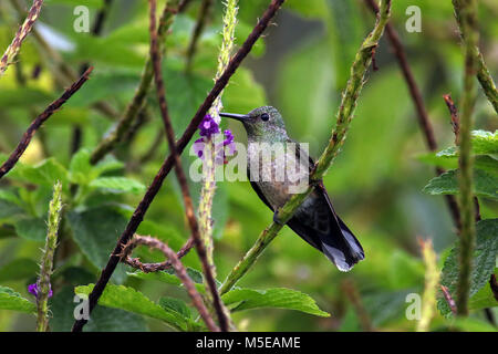 Colibri Selasphorus flammula (volcan) assis sur une branche dans les jungles de l'Arenal Volcano National Park, dans le nord du Costa Rica. Banque D'Images