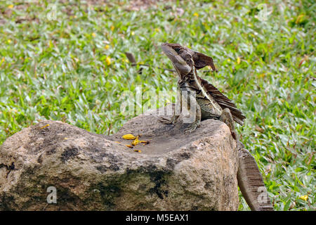 Basilisk (Basiliscus vittatus brun) au soleil sur un rocher dans La Herradura, Costa Rica. Banque D'Images