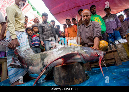 Les visiteurs se sont réunis pour voir- 100 kg ' poisson' Baghar la coupe et le tranchage. Banque D'Images