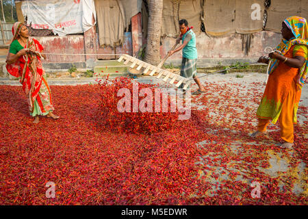 Labeurs sont se déploie pour le séchage des piments rouges dans l'usine sur le côté de la rivière Jamuna de Char à Sariakandi, à Bogra, Bangladesh. Banque D'Images