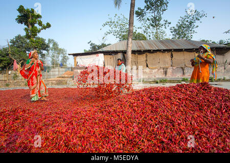 Labeurs sont se déploie pour le séchage des piments rouges dans l'usine sur le côté de la rivière Jamuna de Char à Sariakandi, à Bogra, Bangladesh. Banque D'Images