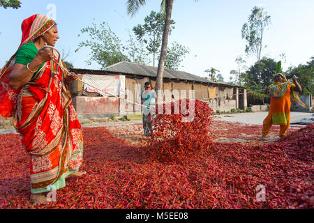 Labeurs sont se déploie pour le séchage des piments rouges dans l'usine sur le côté de la rivière Jamuna de Char à Sariakandi, à Bogra, Bangladesh. Banque D'Images